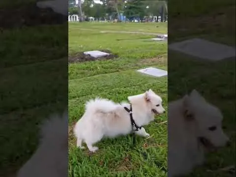 狗狗排泄后用后腿刨土的原因 图片
