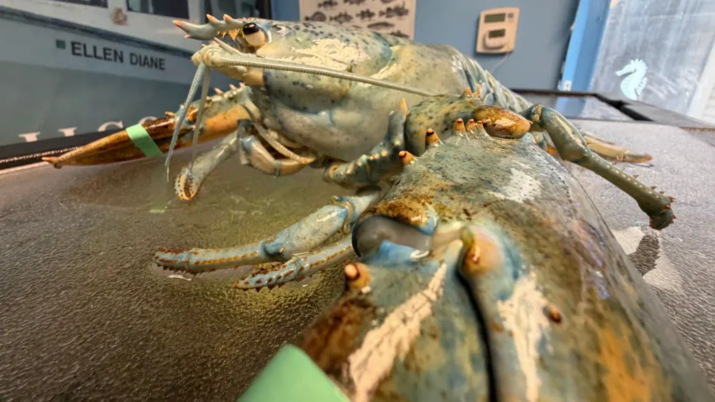 罕见蓝色龙虾在新罕布什尔州博物馆展出 图片