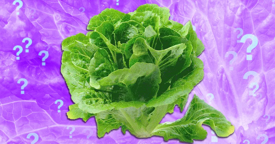 专家称生菜可能安全食用 图片