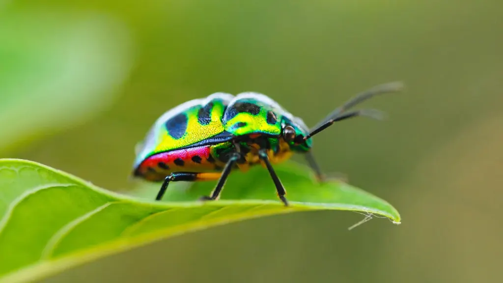 中国雇佣黑客组织Jewelbug：跨国网络间谍与加密货币盗窃 图片