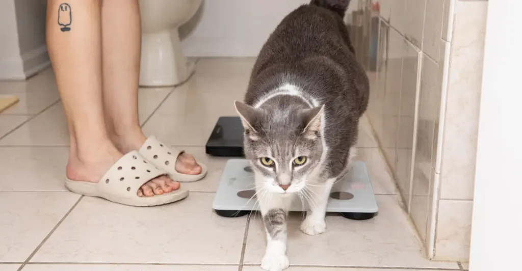 我的大懒猫与科技的对抗 图片