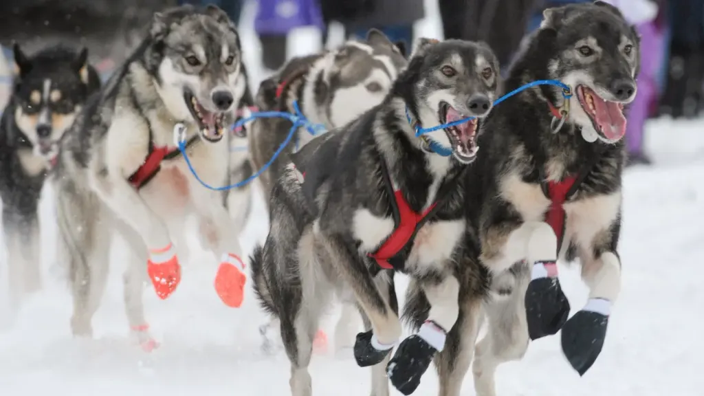 雪橇犬腿短或有助于更高效拉载 图片